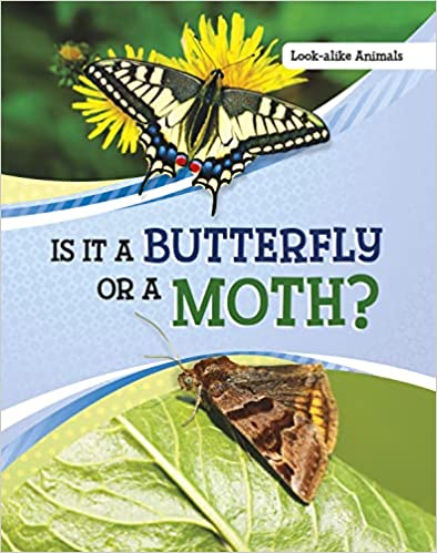 Is It a Butterfly or a Moth?