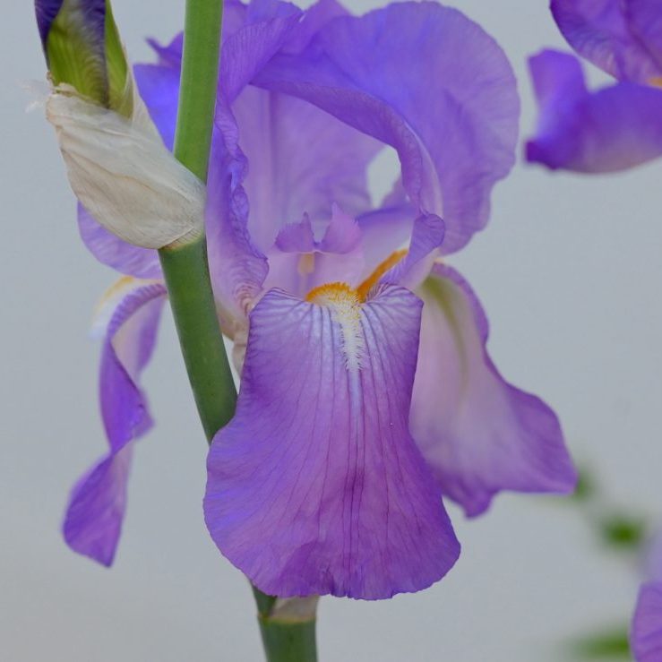 14_FavoriteFlower_150