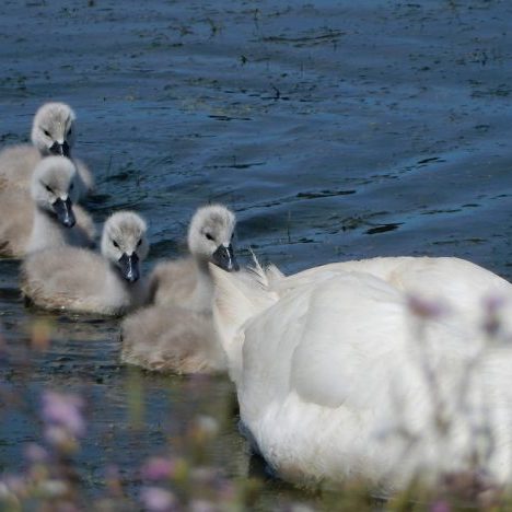 18_FOLLOWTHELEADER_225_