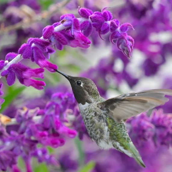 Anna’s Hummingbird on purple flower
