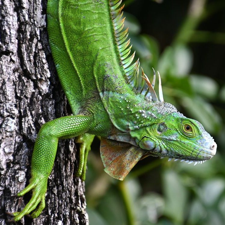 22_SidewalkStalk_225