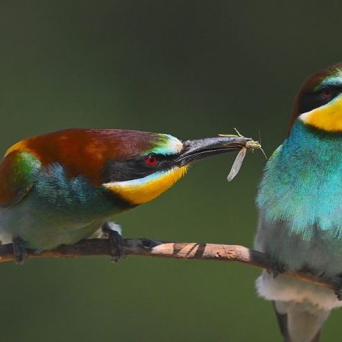 28_Courting with Crickets_325