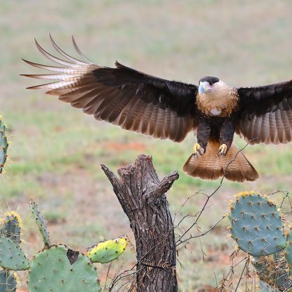 Crested Caracara