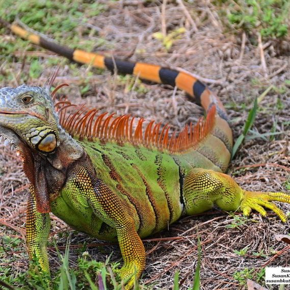 Green iguana