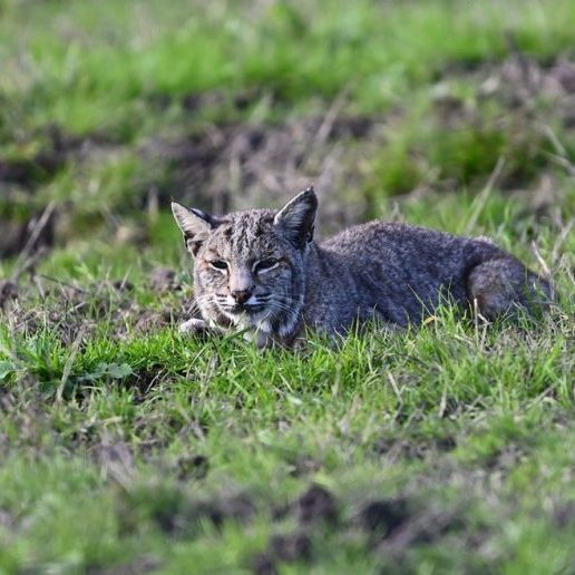 Bobcat in grass