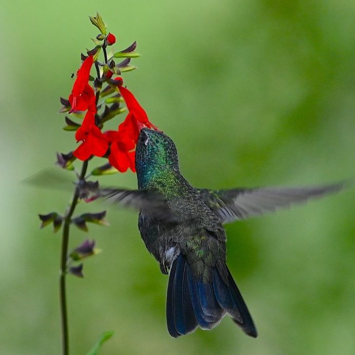 Broad-billed Hummingbird sipping nectar on red flower
