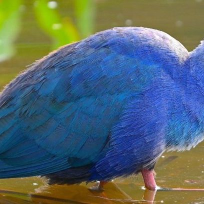 Purple Swamphen