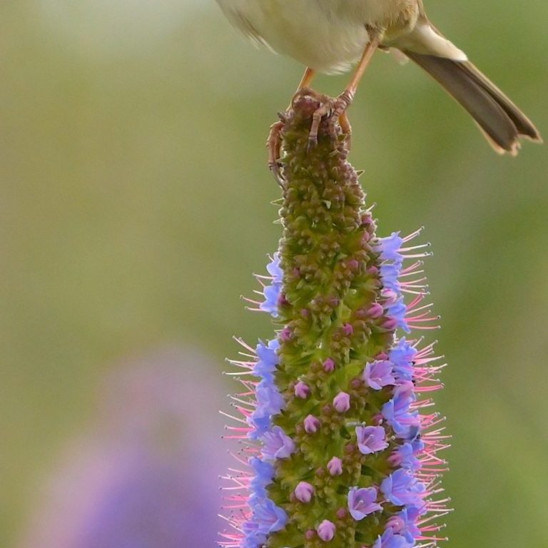 Song Sparrow