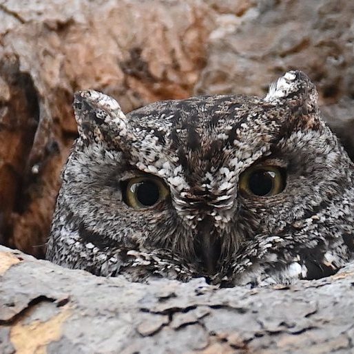 Western Screen Owl