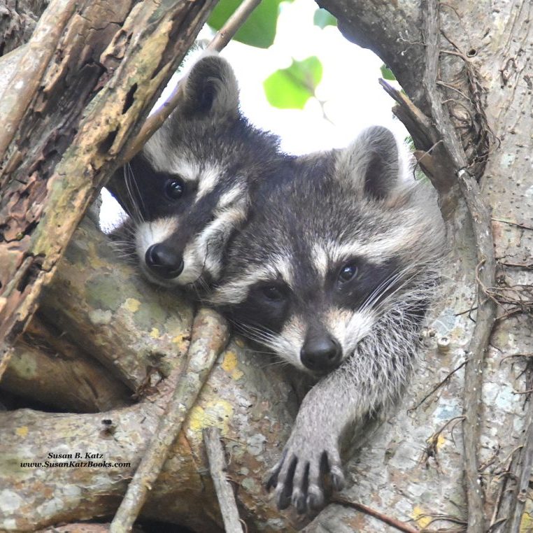 Raccoons
