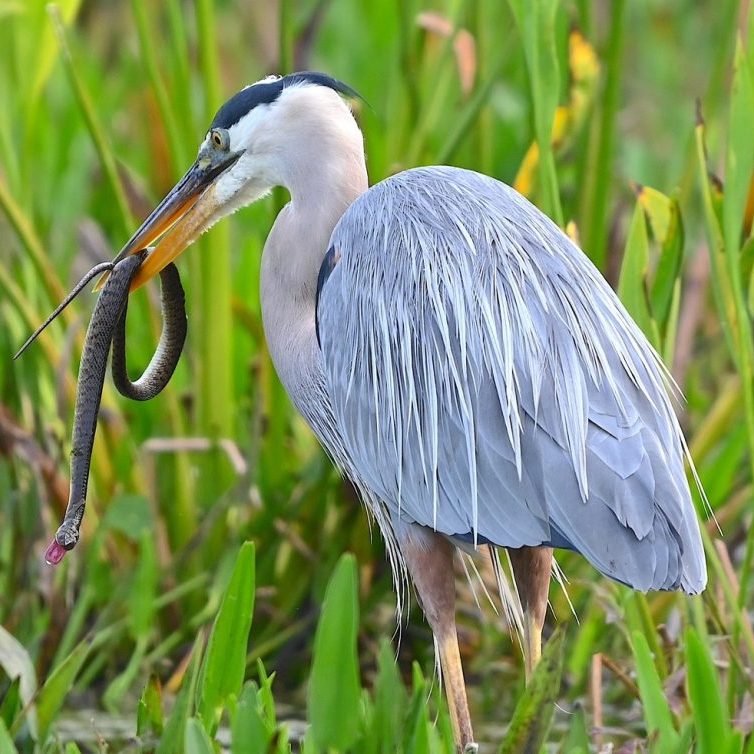 Great Blue Heron & Snake