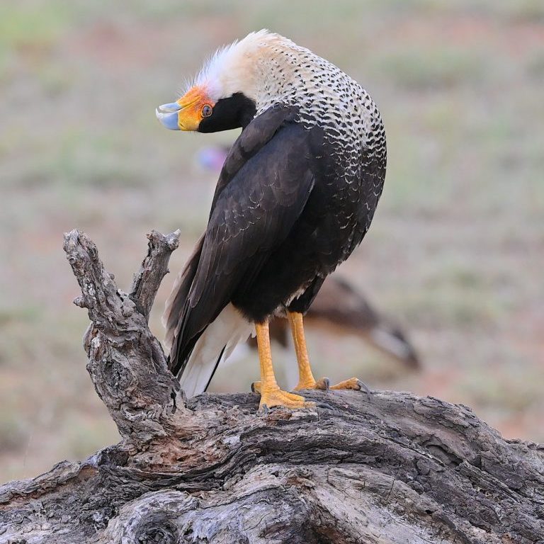 Crested Caracara