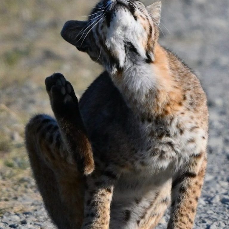 Bobcat