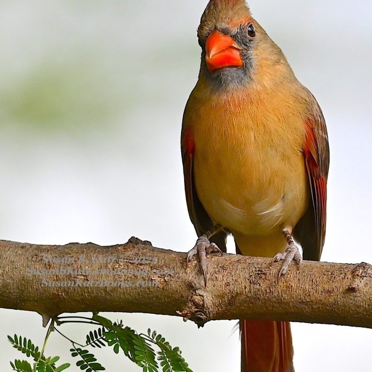 Female Pyrrhuloxia