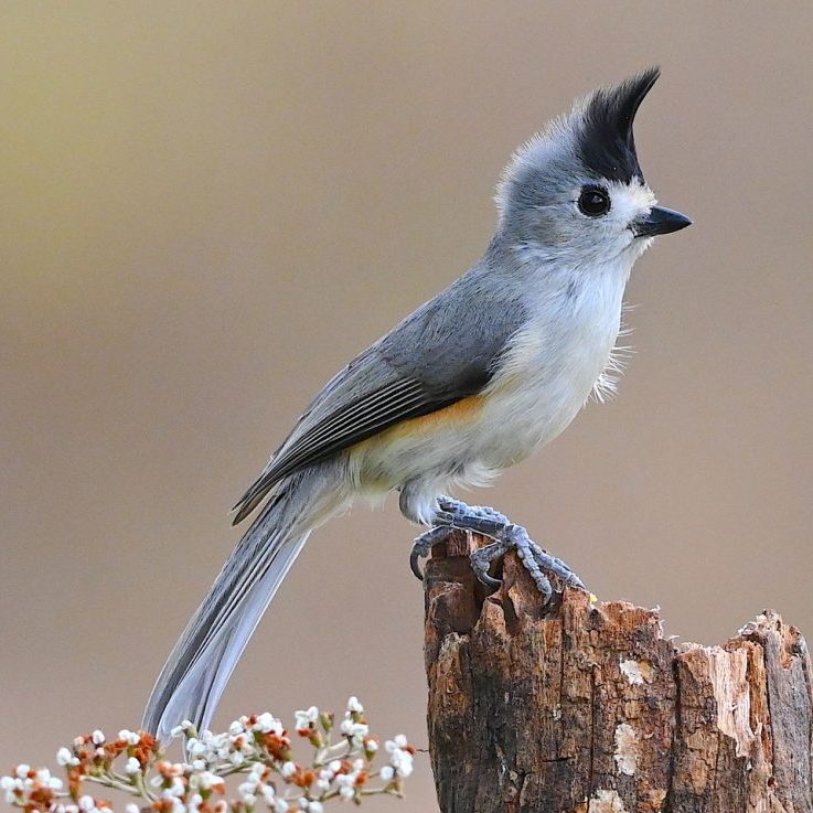 Black crested titmouse