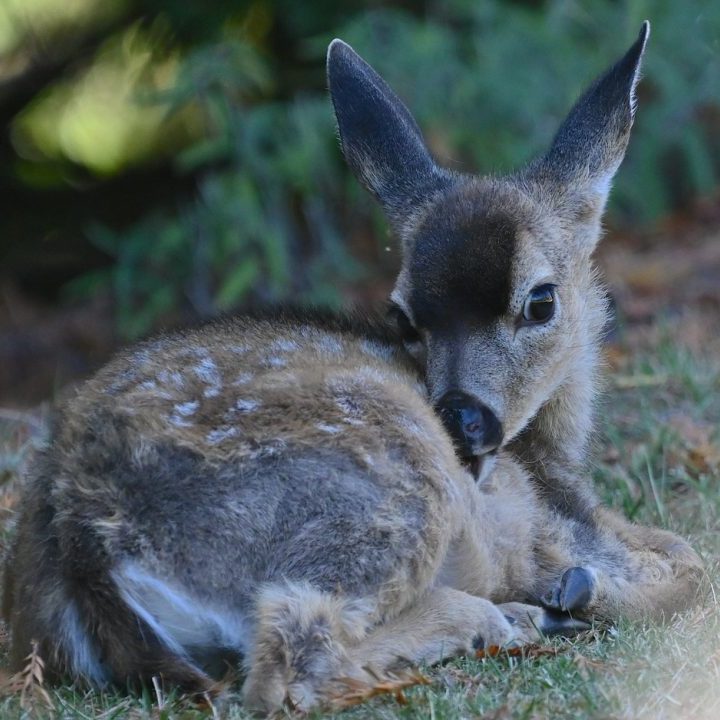 Baby deer