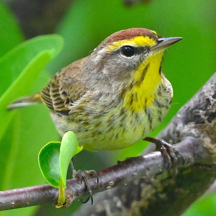 Palm Warbler