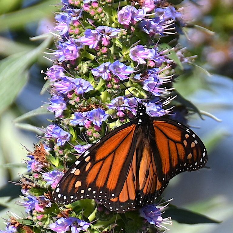 Monarch Butterfly on Purple Flower