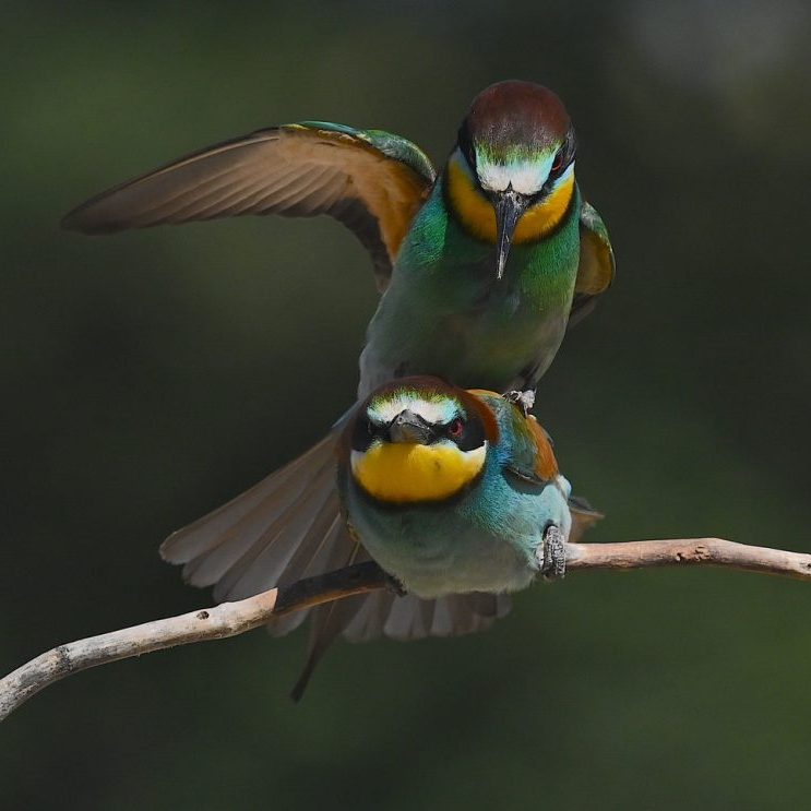 African Bee-Eaters