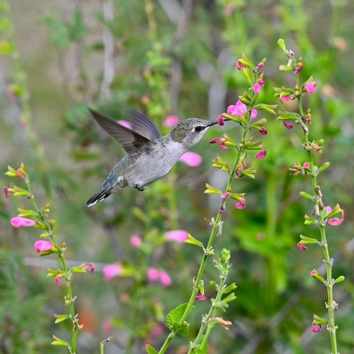 9_Hummingbird Haven_150