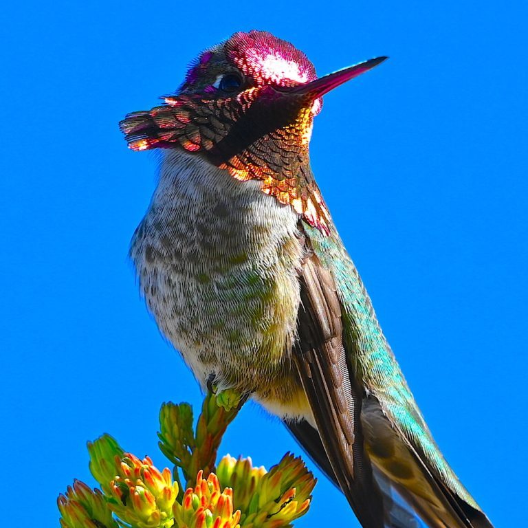 Anna's Pink Hummingbird