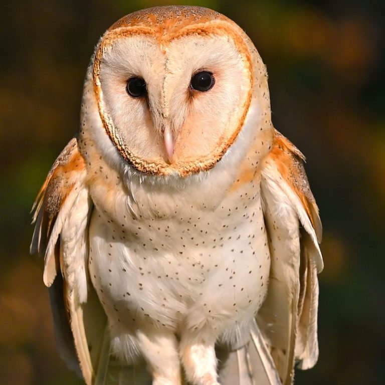 Barn Owl