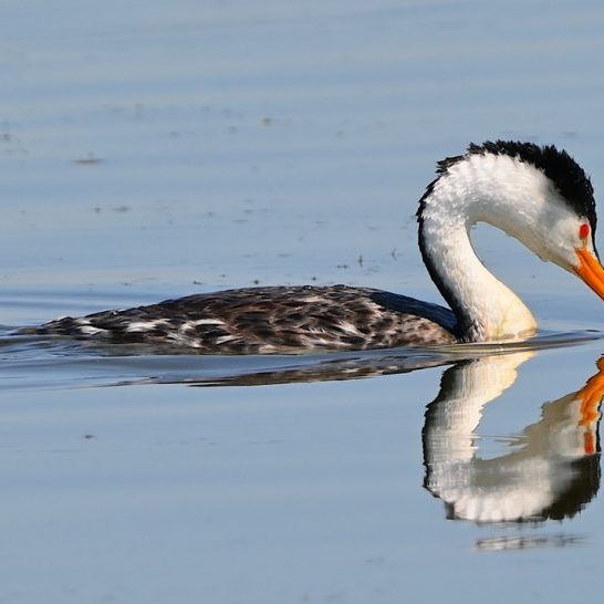 Grebe
