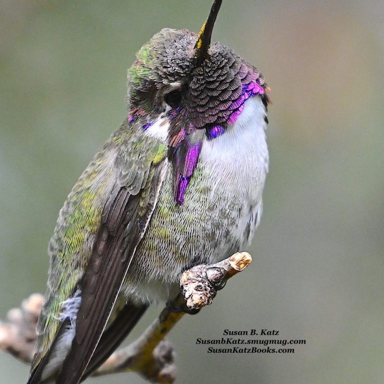 Costa’s Hummingbird
